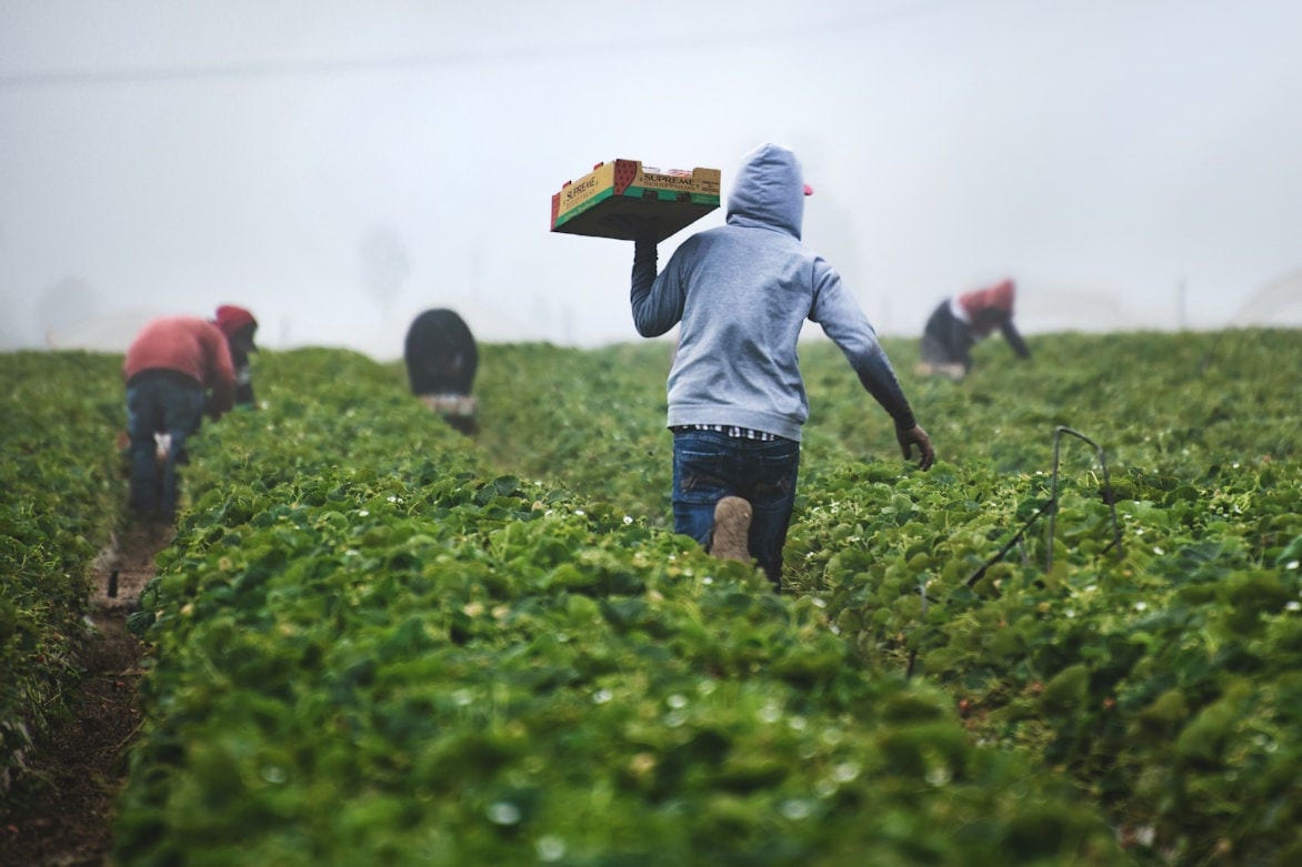 Trabajadores agrícolas cosechan cultivos de hojas verdes en un campo cubierto de niebla