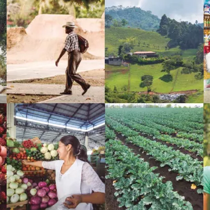 Collage de vida rural y producción agrícola: campesino caminando, paisaje de cultivos en colinas, vendedora en mercado y surcos de hortalizas
