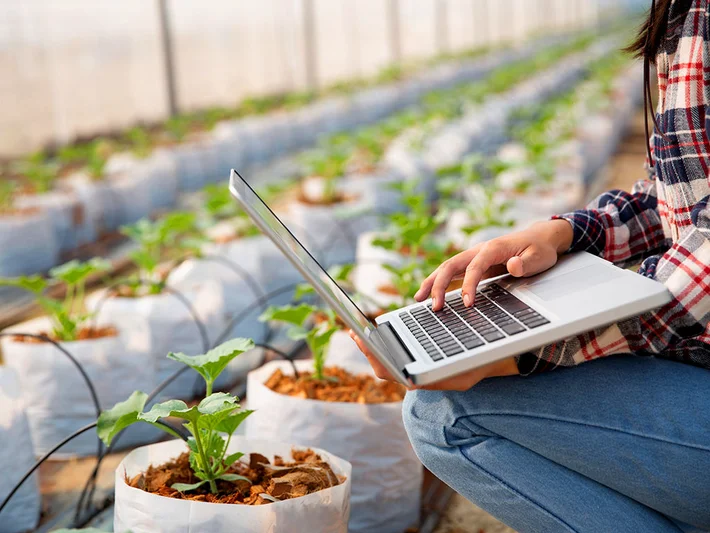 Como Aumentar La Productividad De Los Cultivos