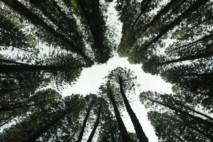 Reforestacion