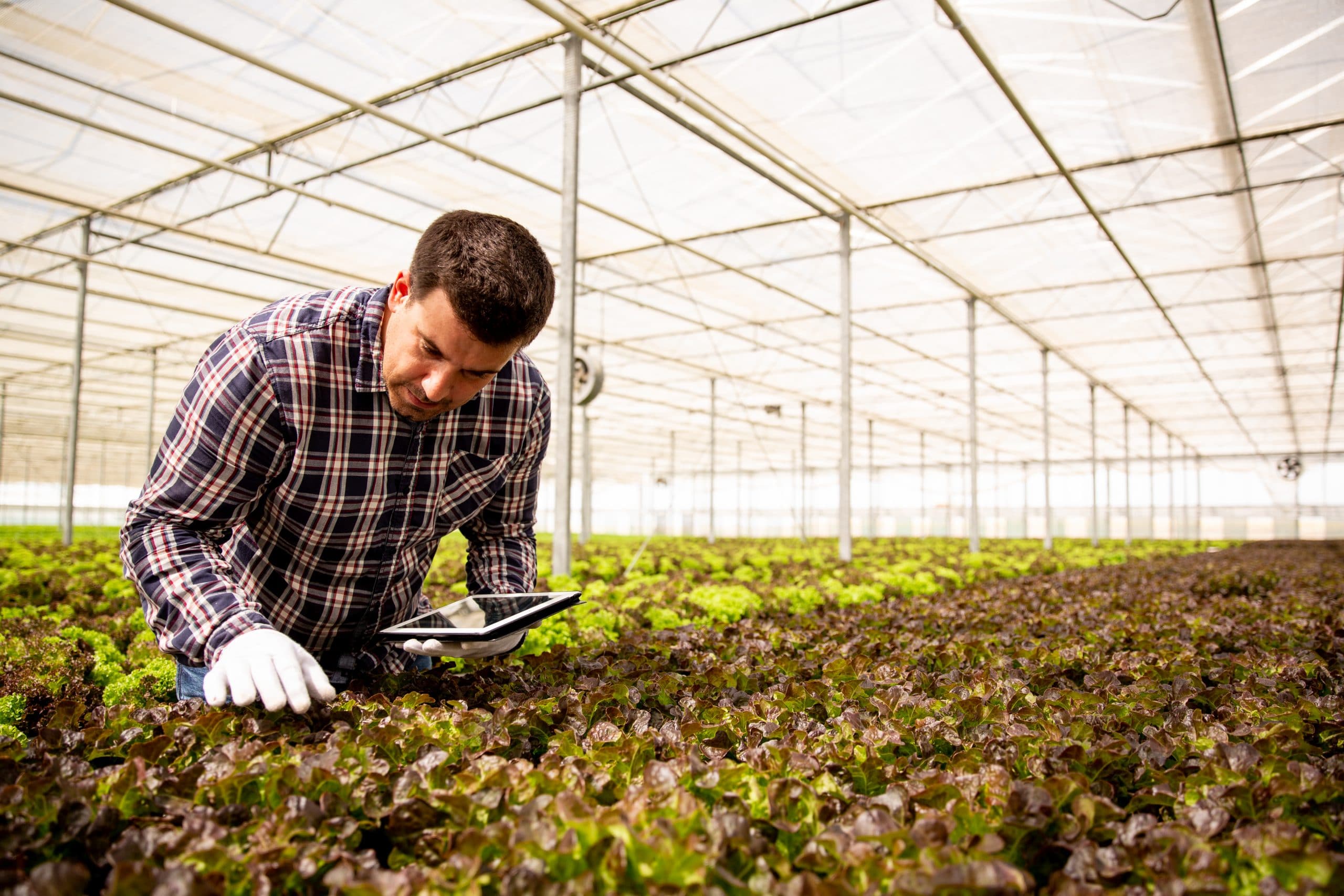 Innovaciones para el financiamiento del sector agropecuario en América Latina y el Caribe