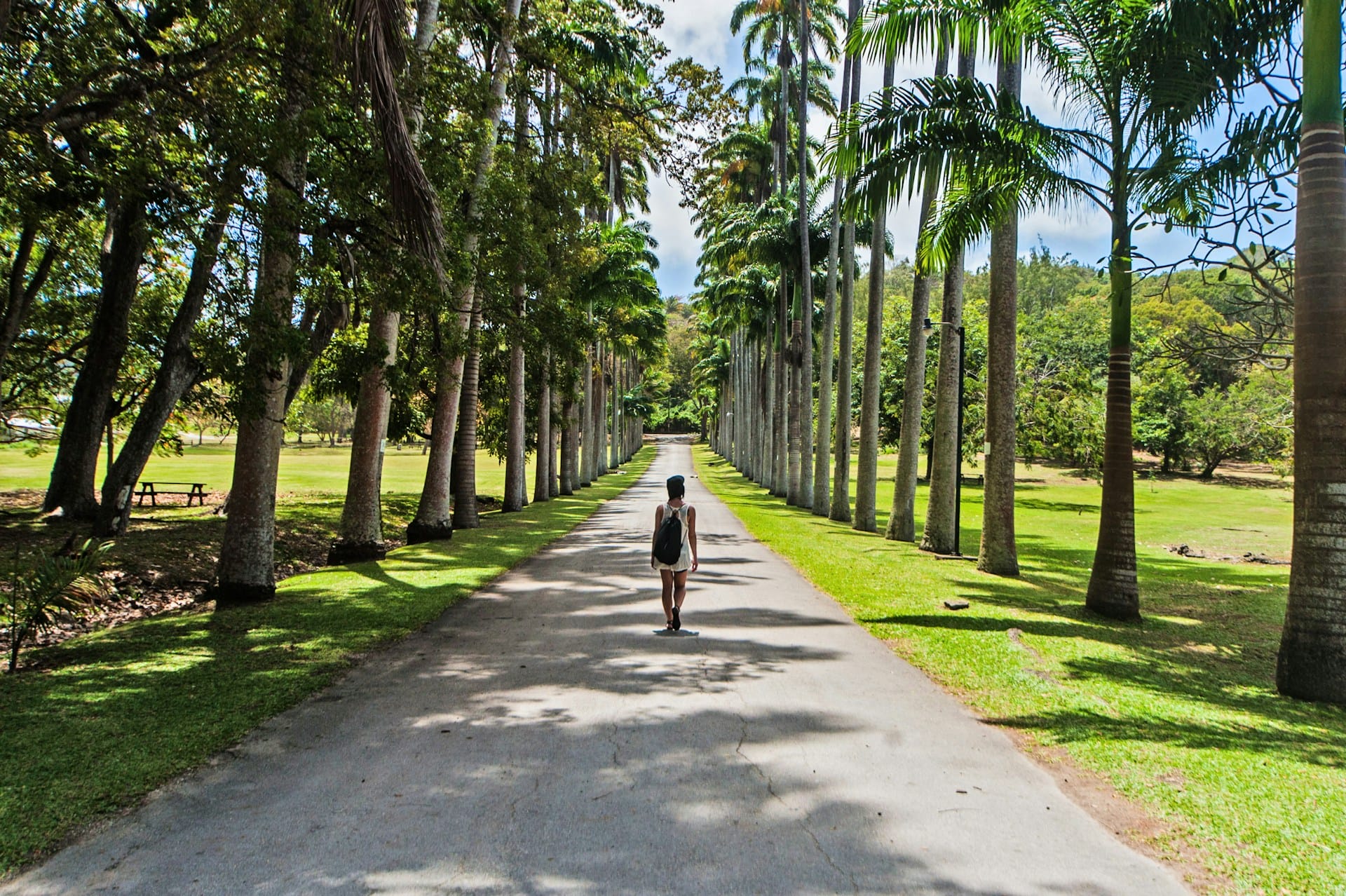 Camino asfaltado rodeado de imponentes hileras de palmeras reales en un entorno tropical.