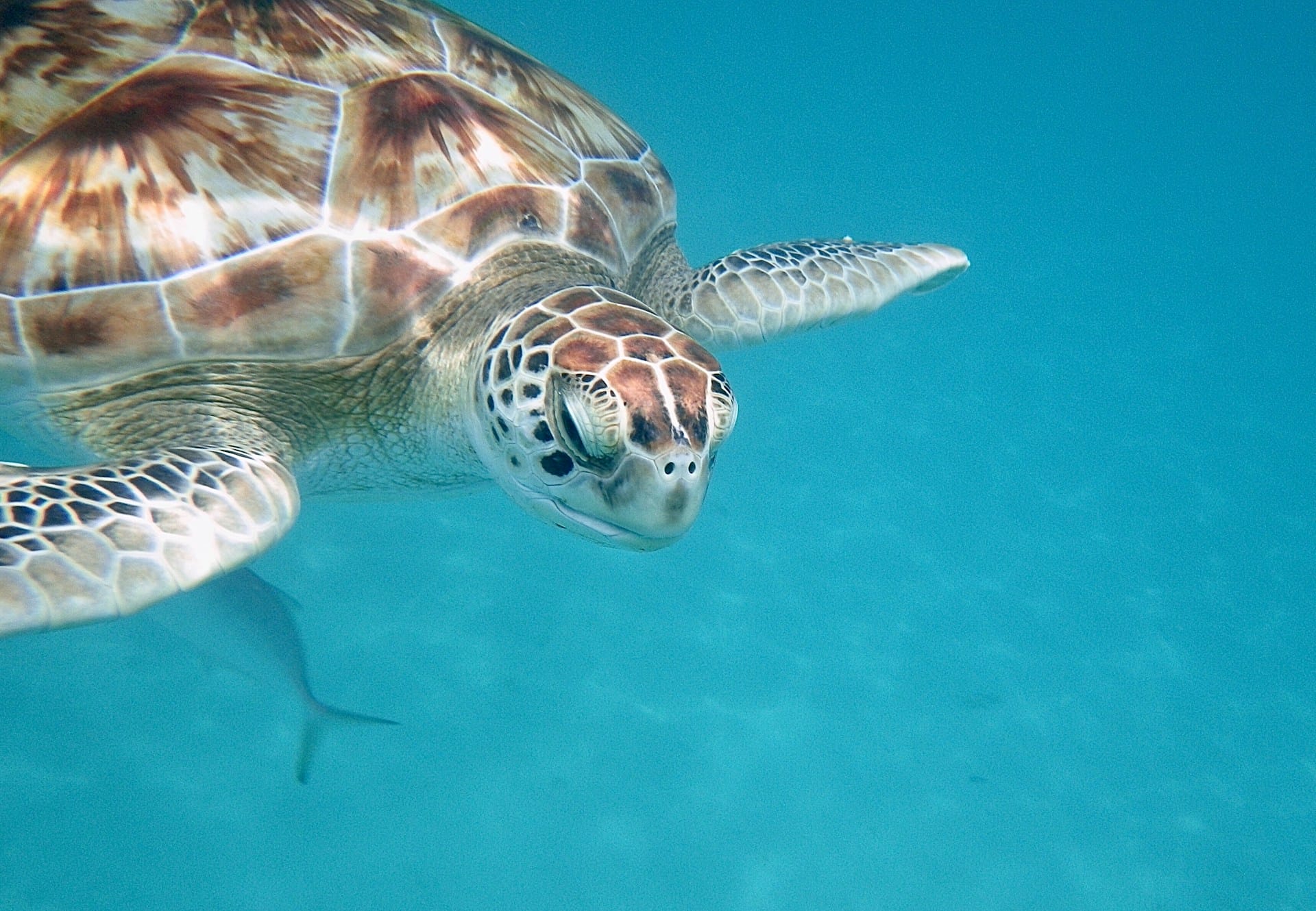 Tortuga marina nadando pacíficamente en aguas turquesa cristalinas del Caribe.
