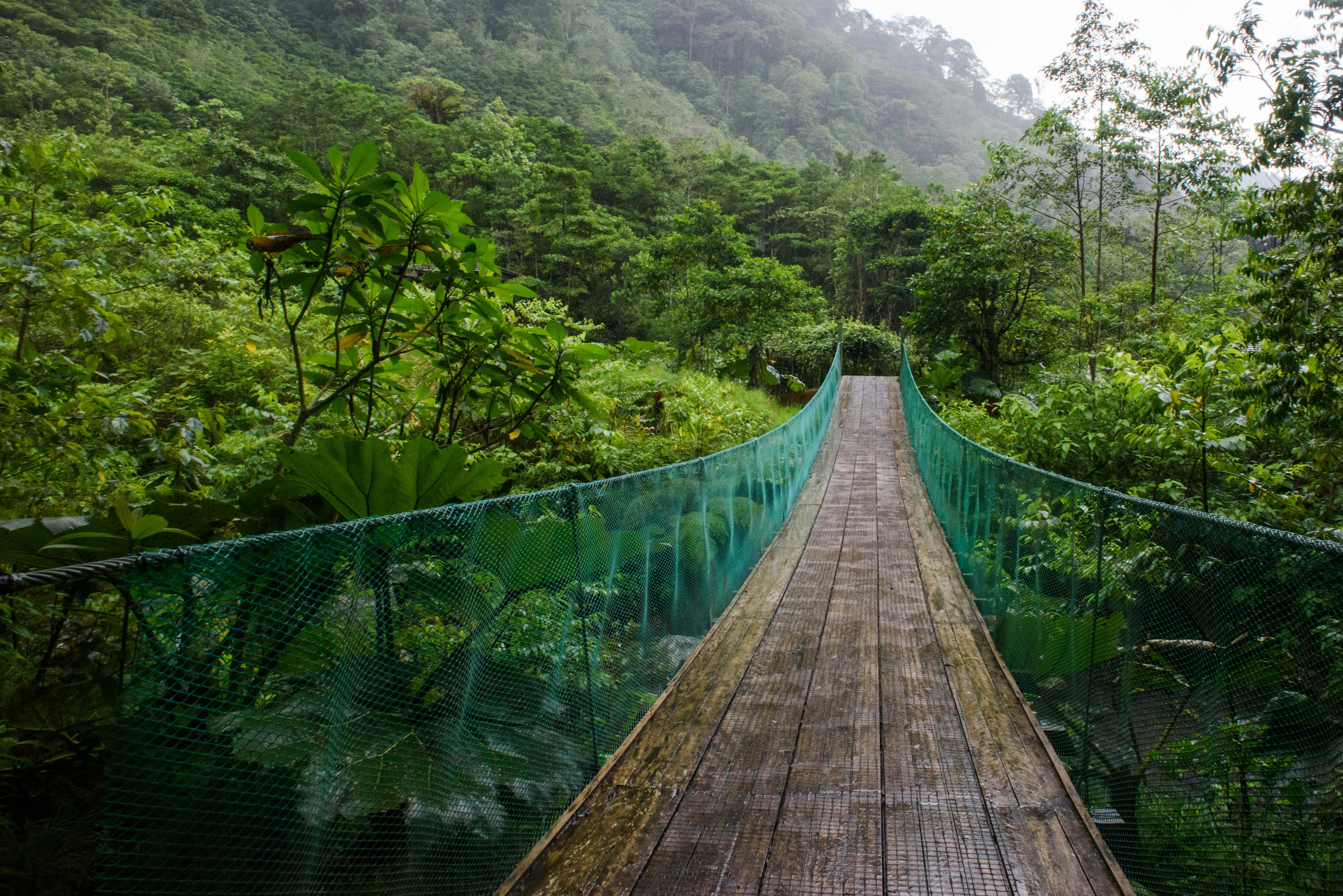 Puente colgante de madera extendiéndose sobre el follaje frondoso de un bosque nuboso.
