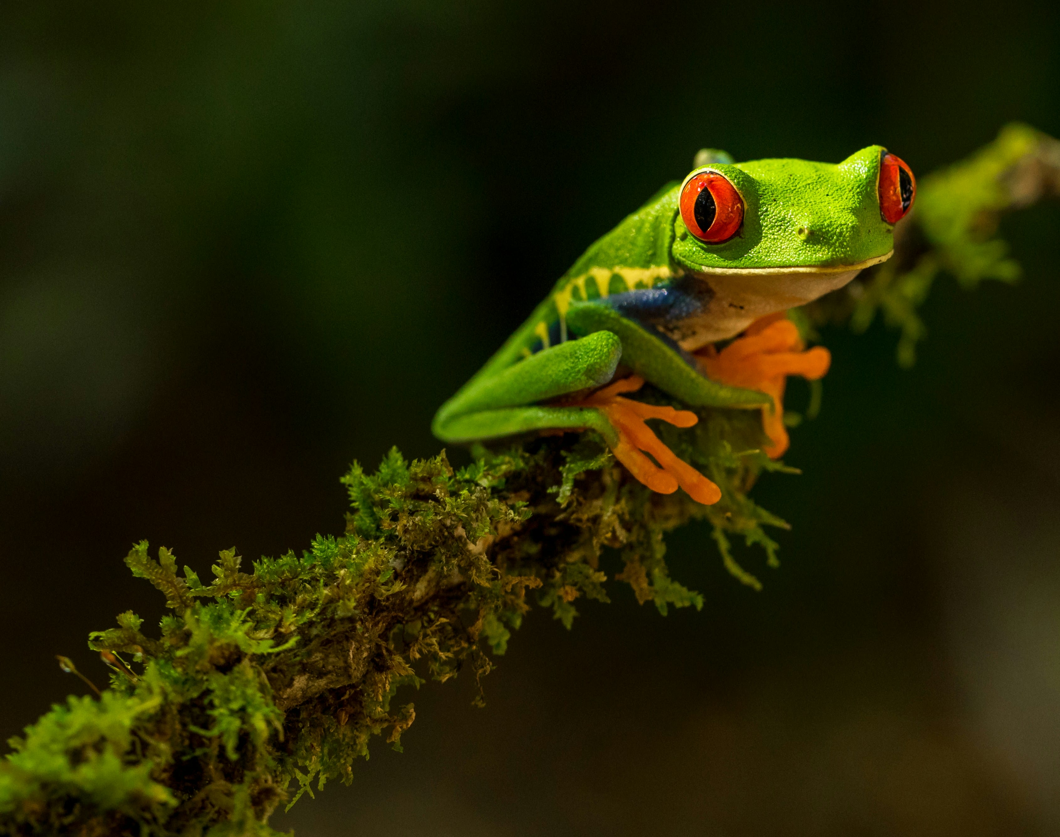 Rana calzonuda de ojos rojos sobre una rama de planta cubierta de musgo.