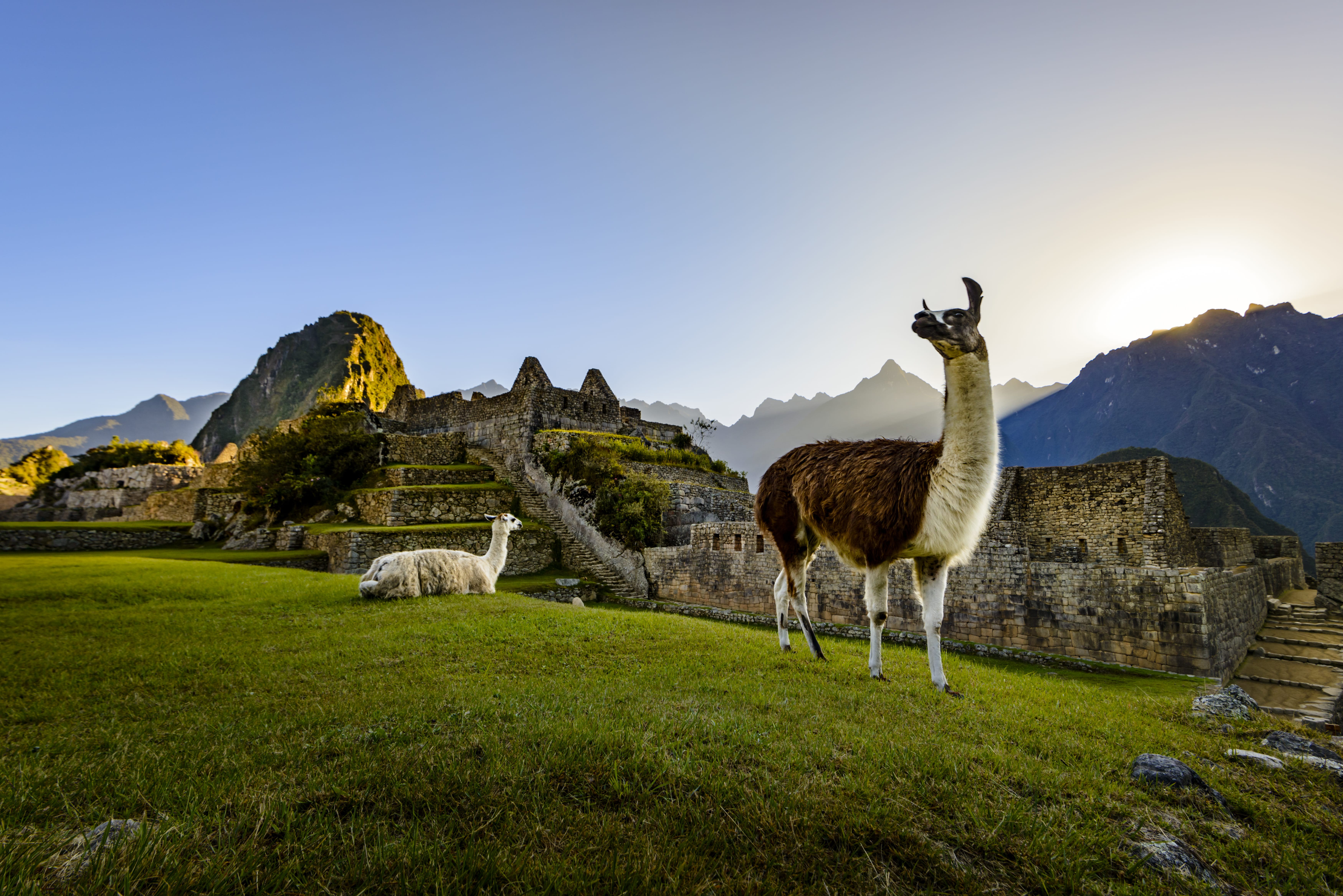 Llamas resting on a terrace during the first light on the ruins of the Incan city of Machu Picchu, Peru.