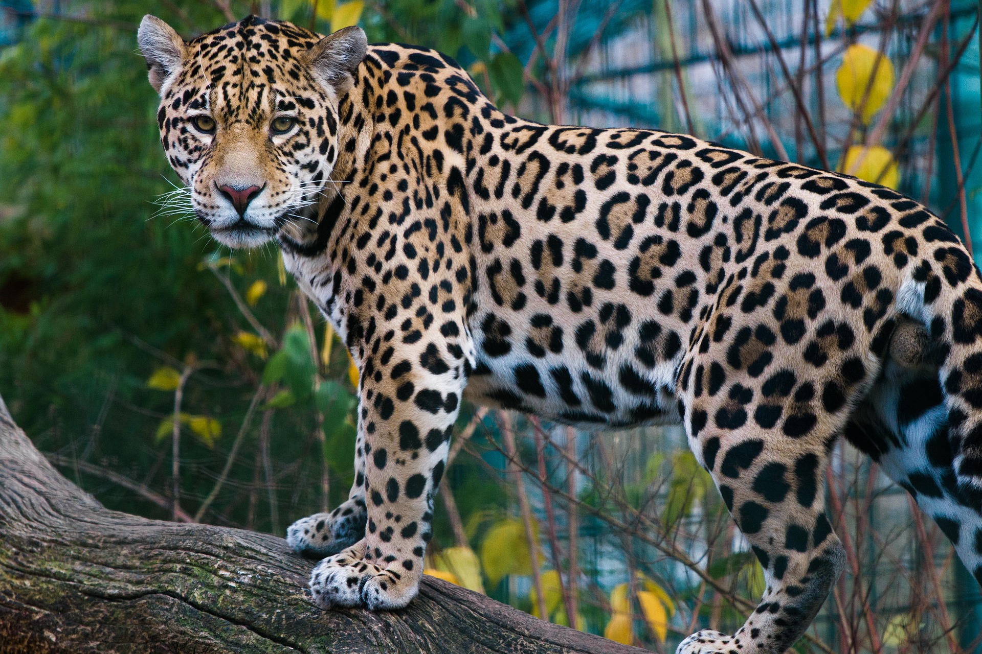 Clima, Biodiversidade e Bem-Estar